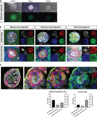 Beneficial Impact of Interspecies Chimeric Renal Organoids Against a Xenogeneic Immune Response